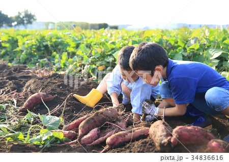 さつま芋堀りをする子ども 34836616