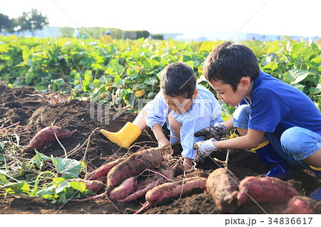 さつま芋堀りをする子ども 34836617