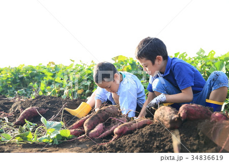 さつま芋堀りをする子ども 34836619