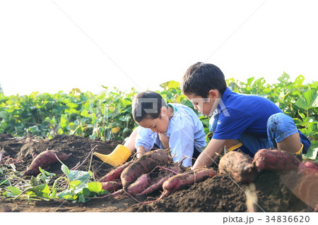 さつま芋堀りをする子ども さつま芋堀りをする子ども 34836620
