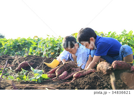 さつま芋堀りをする子ども さつま芋堀りをする子ども 34836621