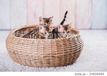 bengal cats babys leopard bengal cats babys leopard 34836994