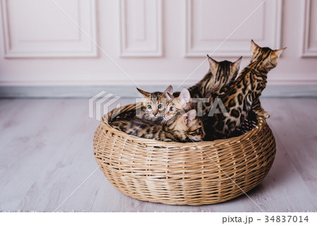 bengal cats babys leopard 34837014