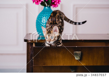 bengal cats babys leopard 34837037