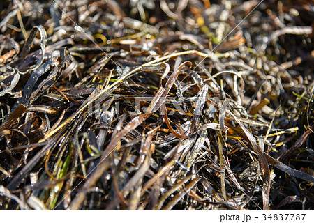 Zostera marina is seaweed, rich in iodine Zostera marina is seaweed, rich in iodine 34837787