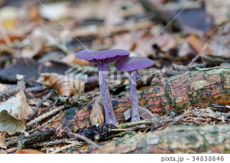 Wild mushrooms growing in a forest Wild mushrooms growing in a forest 34838646