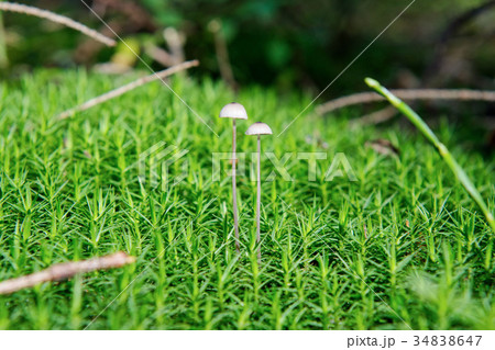 Wild mushrooms growing in a forest Wild mushrooms growing in a forest 34838647