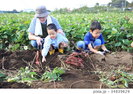 さつま芋堀りをする子ども 34839629