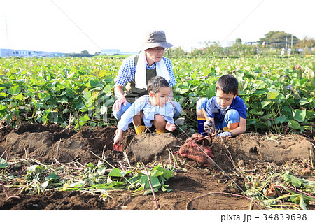 さつま芋堀りをする子ども さつま芋堀りをする子ども 34839698