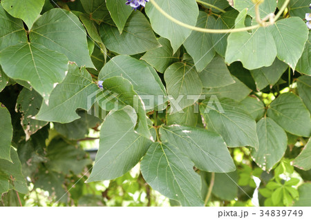 タイワンクズの葉 34839749