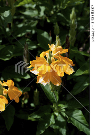 クロッサンドラの花の写真素材 3497