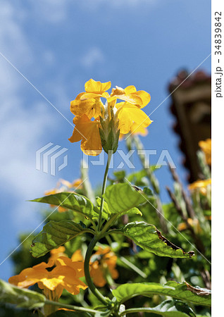 クロッサンドラの花 クロッサンドラの花 34839842