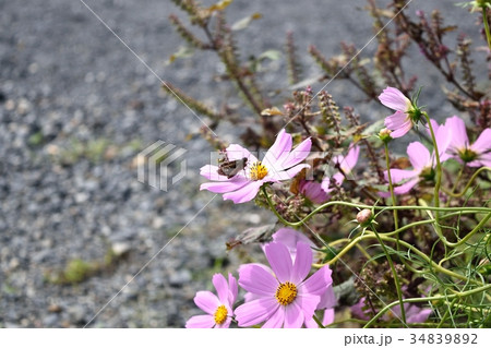 蛾とコスモス 34839892