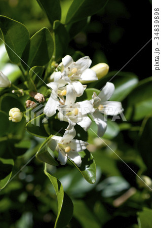 ゲッキツ シルクジャスミン の花の写真素材 3498