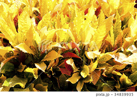 クロトン 34839935