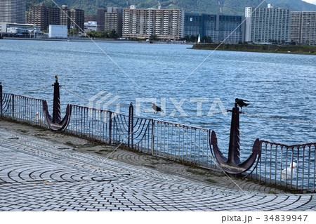 琵琶湖岸のカラス 琵琶湖岸のカラス 34839947