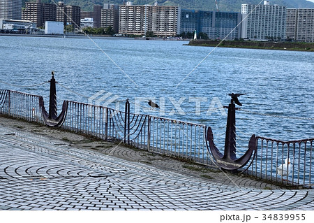 琵琶湖岸のカラス 琵琶湖岸のカラス 34839955