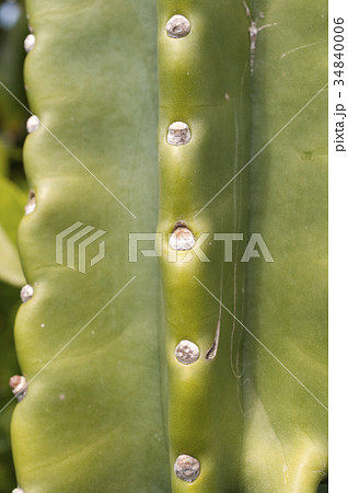 柱サボテンのアップ 34840006