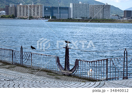 琵琶湖岸のカラス 琵琶湖岸のカラス 34840012