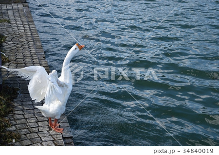 ガチョウ 34840019