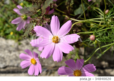 コスモス コスモス 34840020