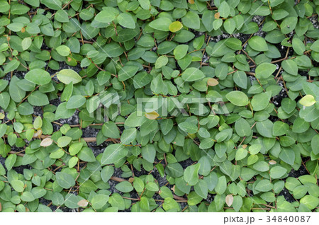 オオイタビ 34840087