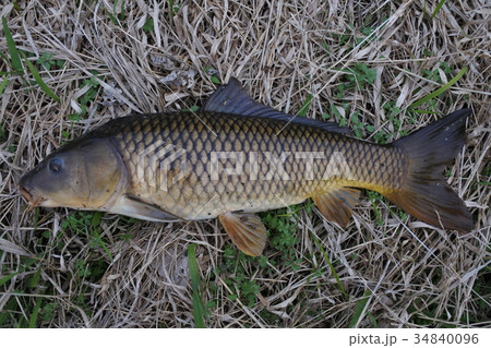 真鯉　鯉　コイ 34840096