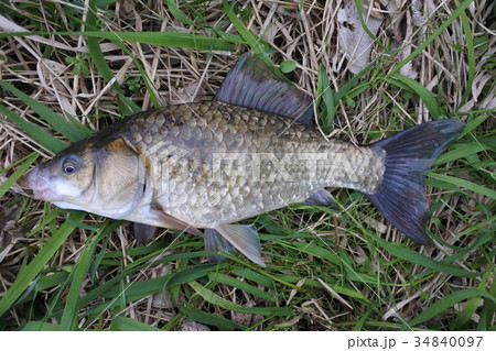 マブナ フナ 鮒 マブナ フナ 鮒 34840097