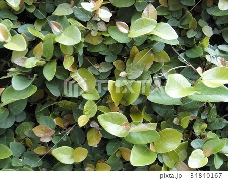 オオイタビ 34840167