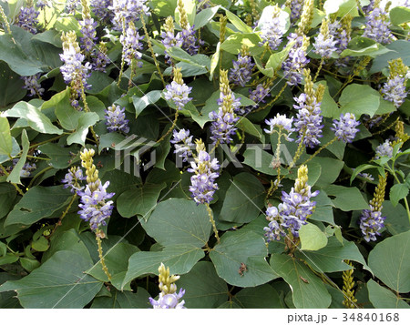 タイワンクズの花 タイワンクズの花 34840168