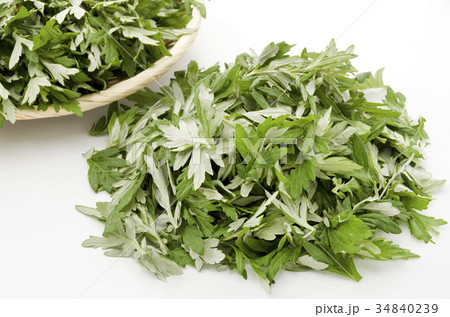 ヨモギ ヨモギ 34840239