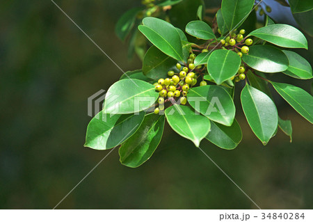 緑色のクロガネモチの実 34840284