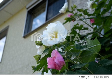 ムクゲ（木槿） 34840469