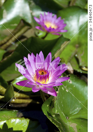 睡蓮の花 34840473