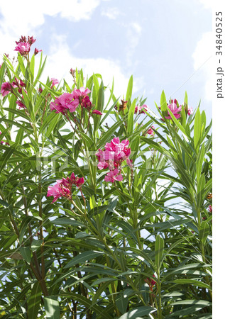 キョウチクトウ キョウチクトウ 34840525