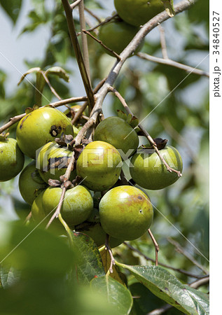 柿の実 柿の実 34840527