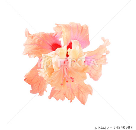flower isolated on white background 34840997
