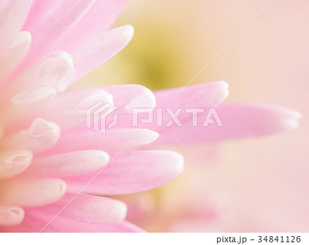 Close up of pink cherysanthemum petals Close up of pink cherysanthemum petals 34841126