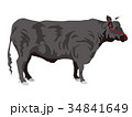 和牛2 34841649