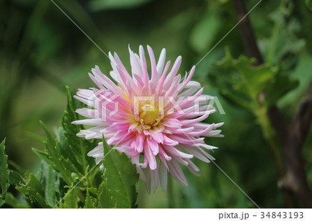 ピンク色のダリアの花 ピンク色のダリアの花 34843193