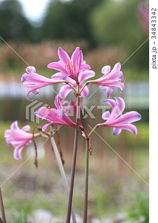 キツネノカミソリ 34843342