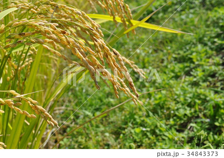 黄金色の稲穂 34843373