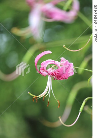 可憐な姿のカノコユリ 34843480