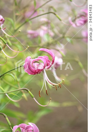 可憐な姿のカノコユリ 34843483