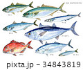DHA、EPAを多く含む青魚（魚名あり） 34843819