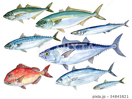 Dha Epaを多く含む青魚 魚名なし のイラスト素材