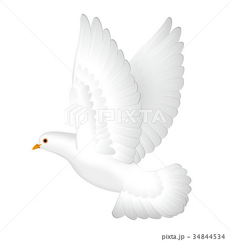 美しい花の画像 心に強く訴える白い鳩 イラスト リアル