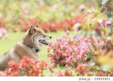 花に囲まれるかわいい柴犬 花に囲まれるかわいい柴犬 34844901