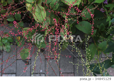 ミズヒキの花 34845129