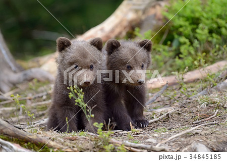 Brown bear cub Brown bear cub 34845185